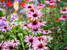 Load image into Gallery viewer, 加拿大🇨🇦VSC 紫錐花蜂膠噴劑 30ml
